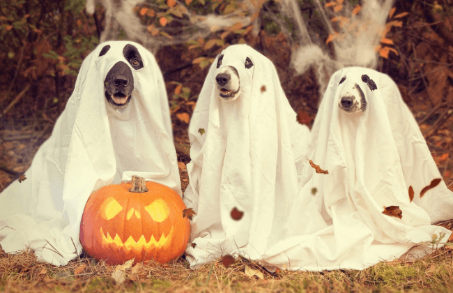 Dog Costumes Halloween