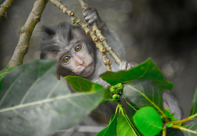 Aquarius Bali Monkey Temple