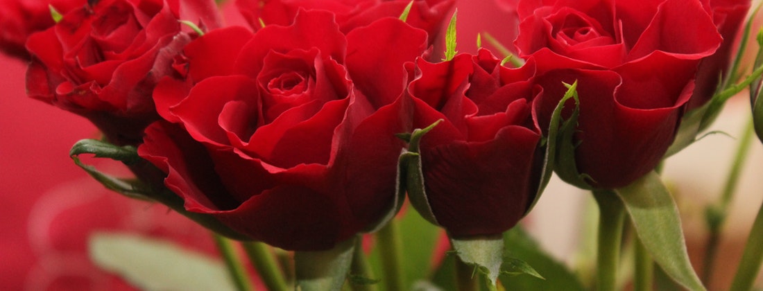 August is Romance Month, Show Your Love With Roses