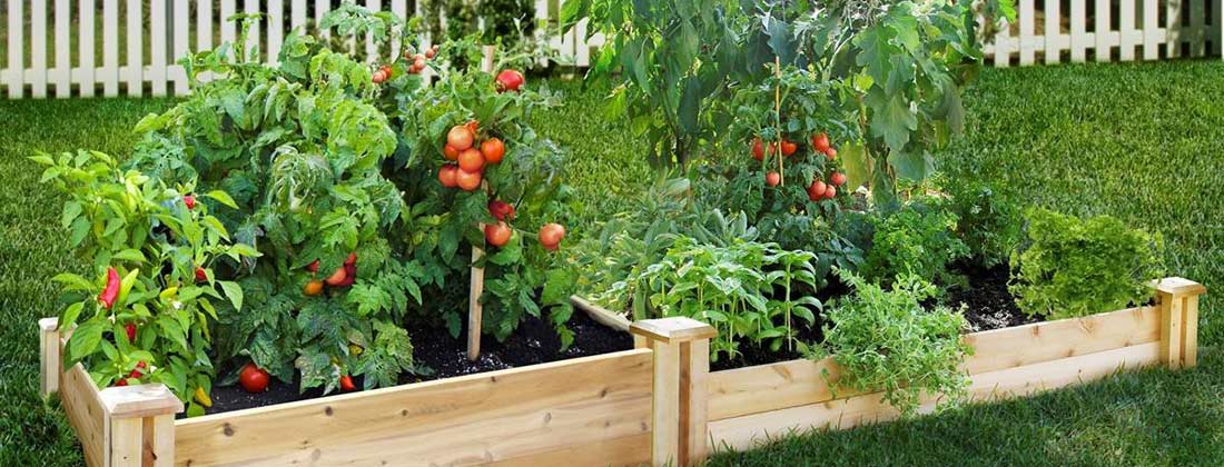 If You Want Something Done Right, DIY: Backyard Garden