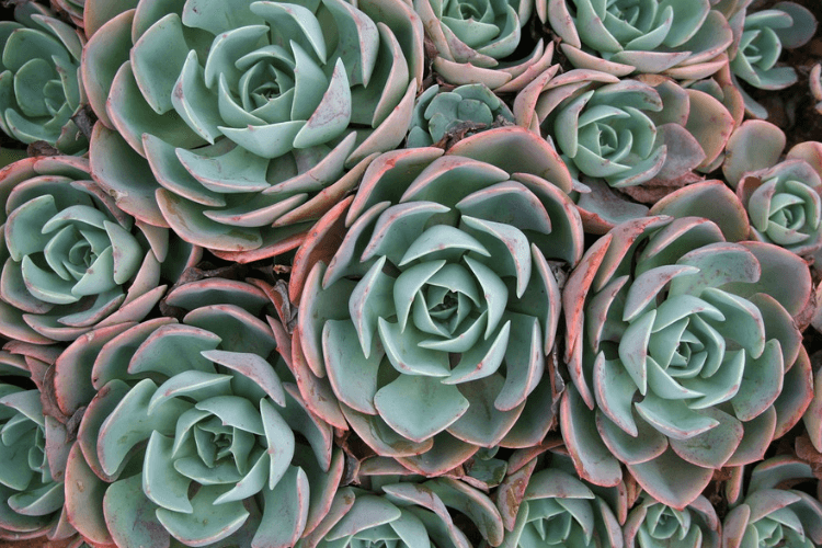 20 Products that Succulent Fans Need Immediately 