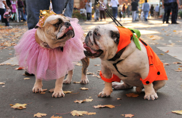 Canine Costumes for Halloween
