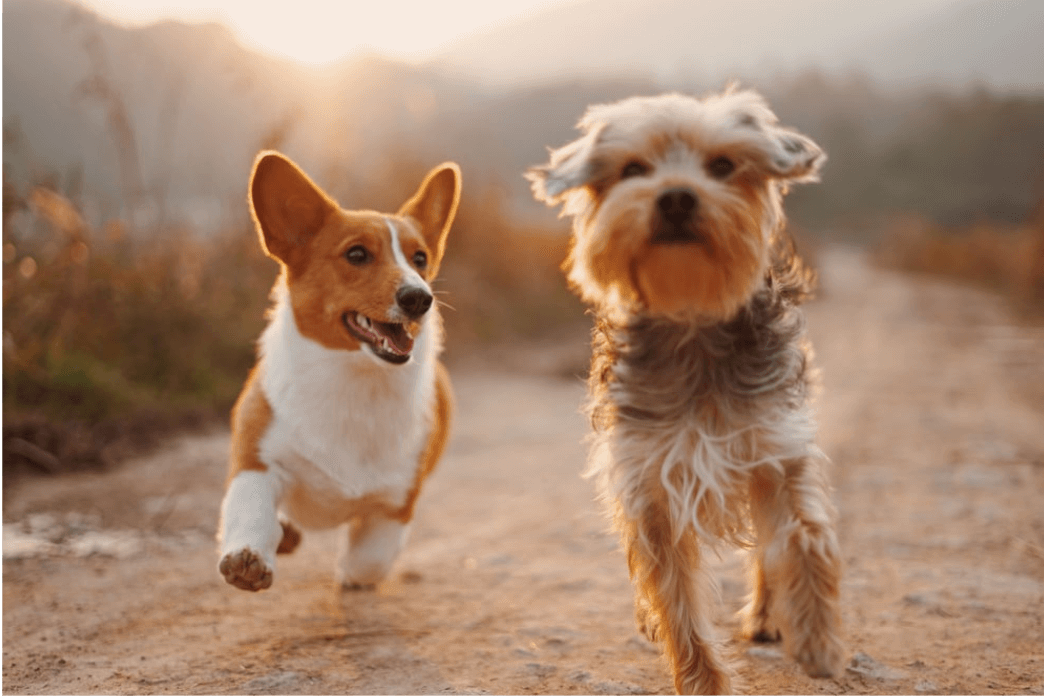 Dog Supplements & Vitamins coupons and cashback