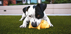 Pet Supplies coupons and promo codes