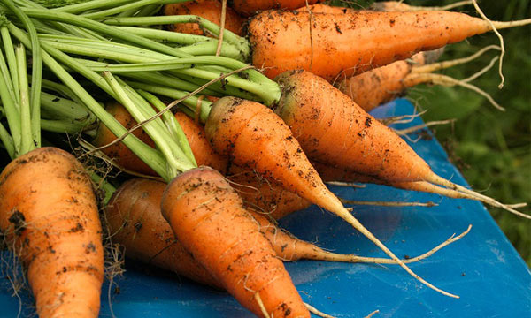 growing carrots in your garden