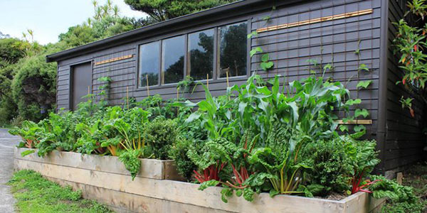 raised garden bed against the house